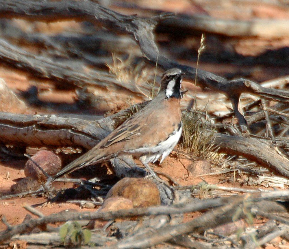 栗胸鹑鸫 / Chestnut-breasted Quail-thrush / Cinclosoma castaneothorax