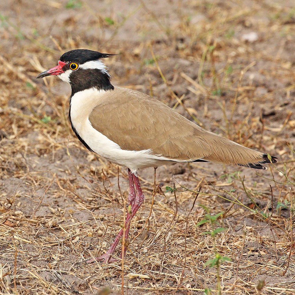 非洲麦鸡 / Black-headed Lapwing / Vanellus tectus