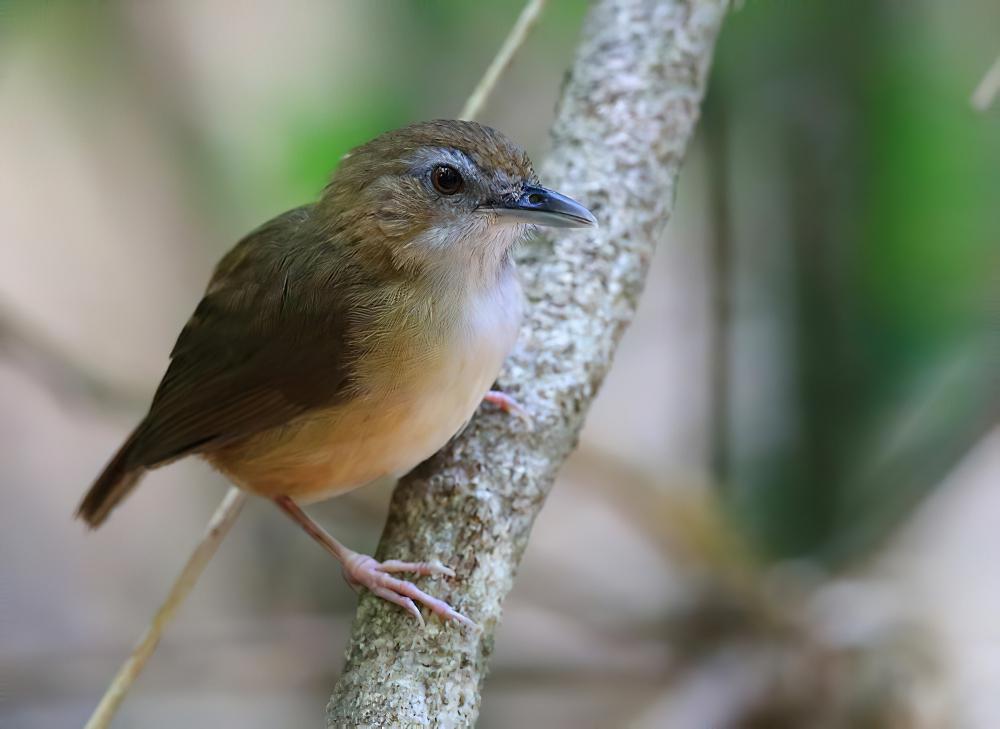 阿氏雅鹛 / Abbott\'s Babbler / Malacocincla abbotti