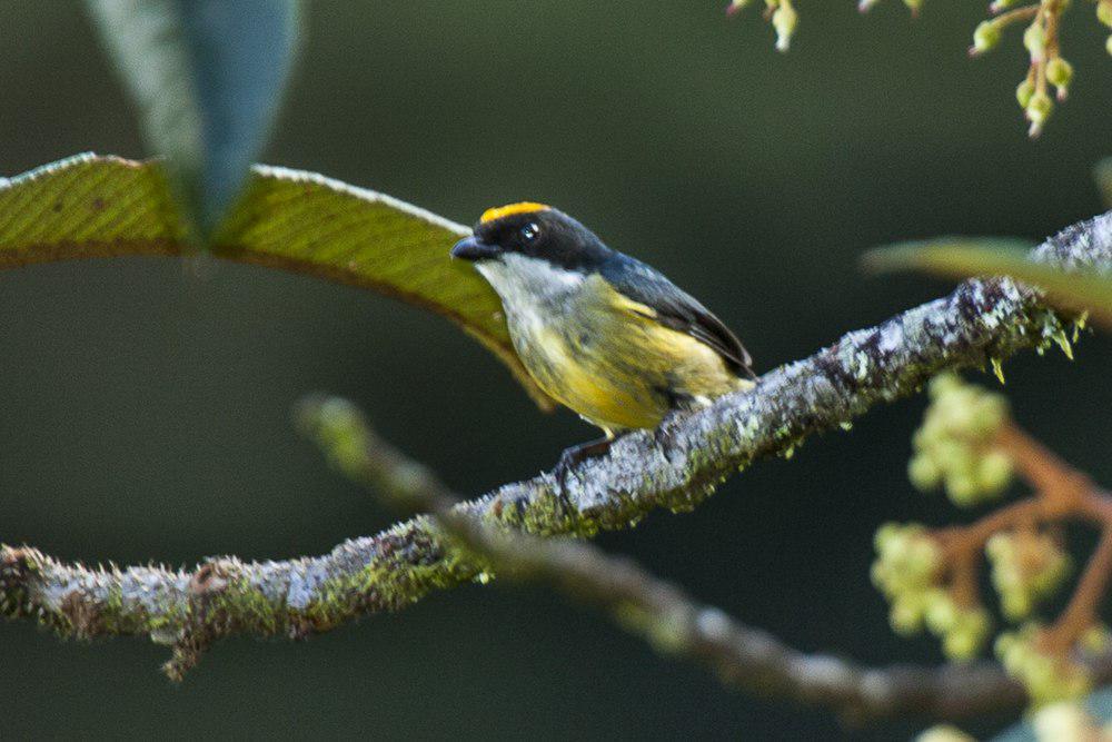 黄冠啄花鸟 / Flame-crowned Flowerpecker / Dicaeum anthonyi