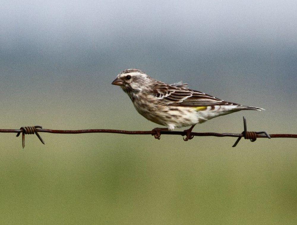 黑喉丝雀 / Black-throated Canary / Crithagra atrogularis