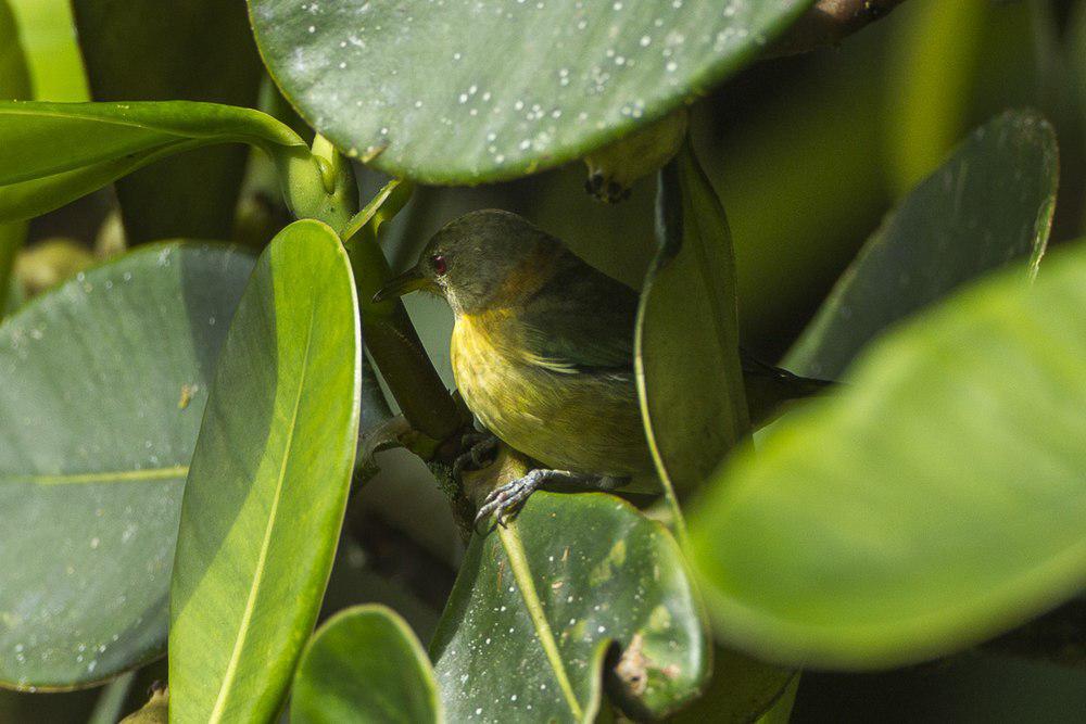 金领旋蜜雀 / Golden-collared Honeycreeper / Iridophanes pulcherrimus