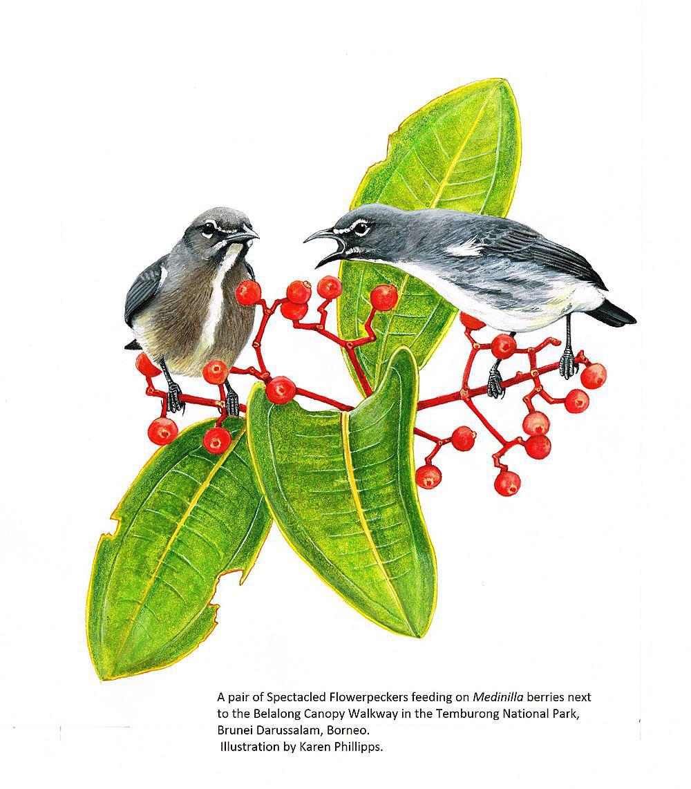 眼镜啄花鸟 / Spectacled Flowerpecker / Dicaeum dayakorum