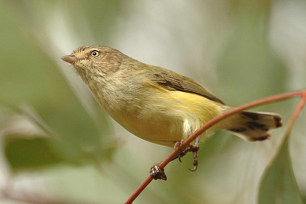 褐阔嘴莺 / Weebill / Smicrornis brevirostris