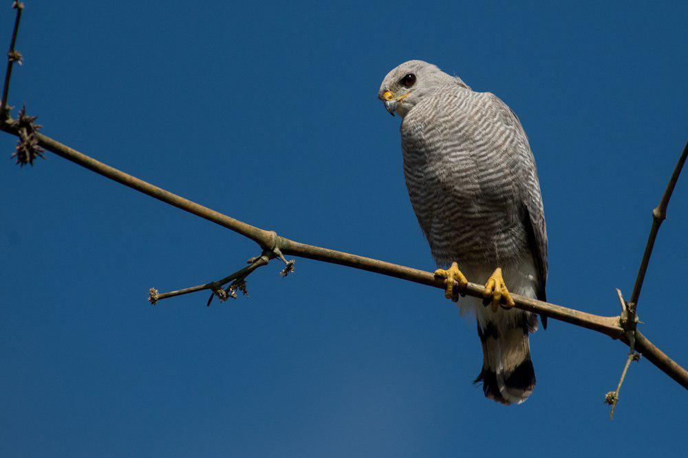 灰纹鵟 / Grey-lined Hawk / Buteo nitidus