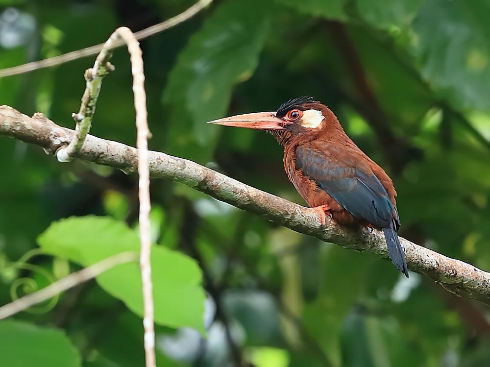 白耳鹟䴕 / White-eared Jacamar / Galbalcyrhynchus leucotis