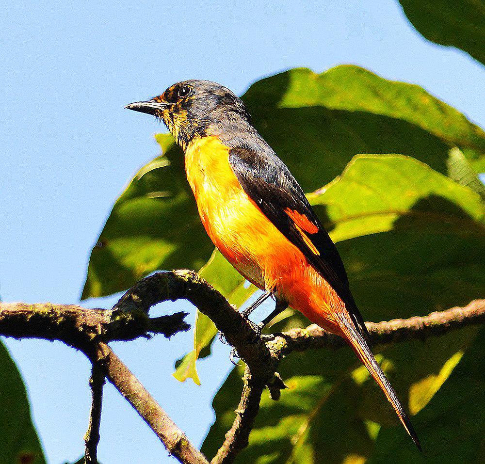 火红山椒鸟 / Fiery Minivet / Pericrocotus igneus