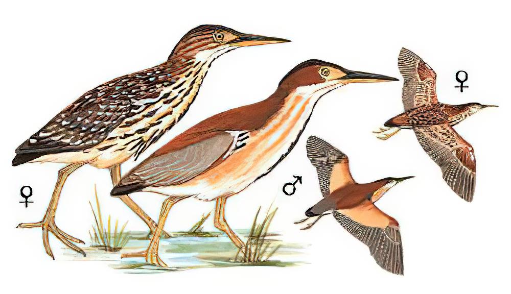 紫背苇鳽 / Von Schrenck\'s Bittern / Ixobrychus eurhythmus