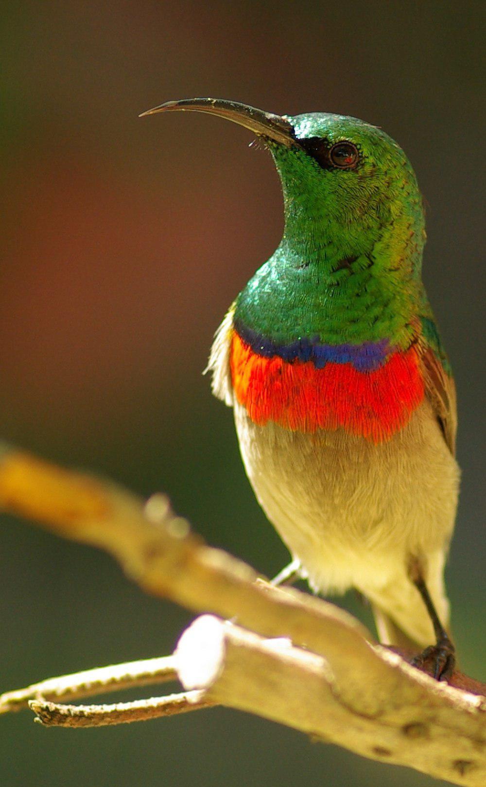 小双领花蜜鸟 / Southern Double-collared Sunbird / Cinnyris chalybeus