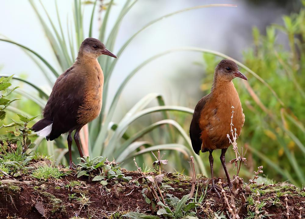 鲁氏秧鸡 / Rouget\'s Rail / Rougetius rougetii