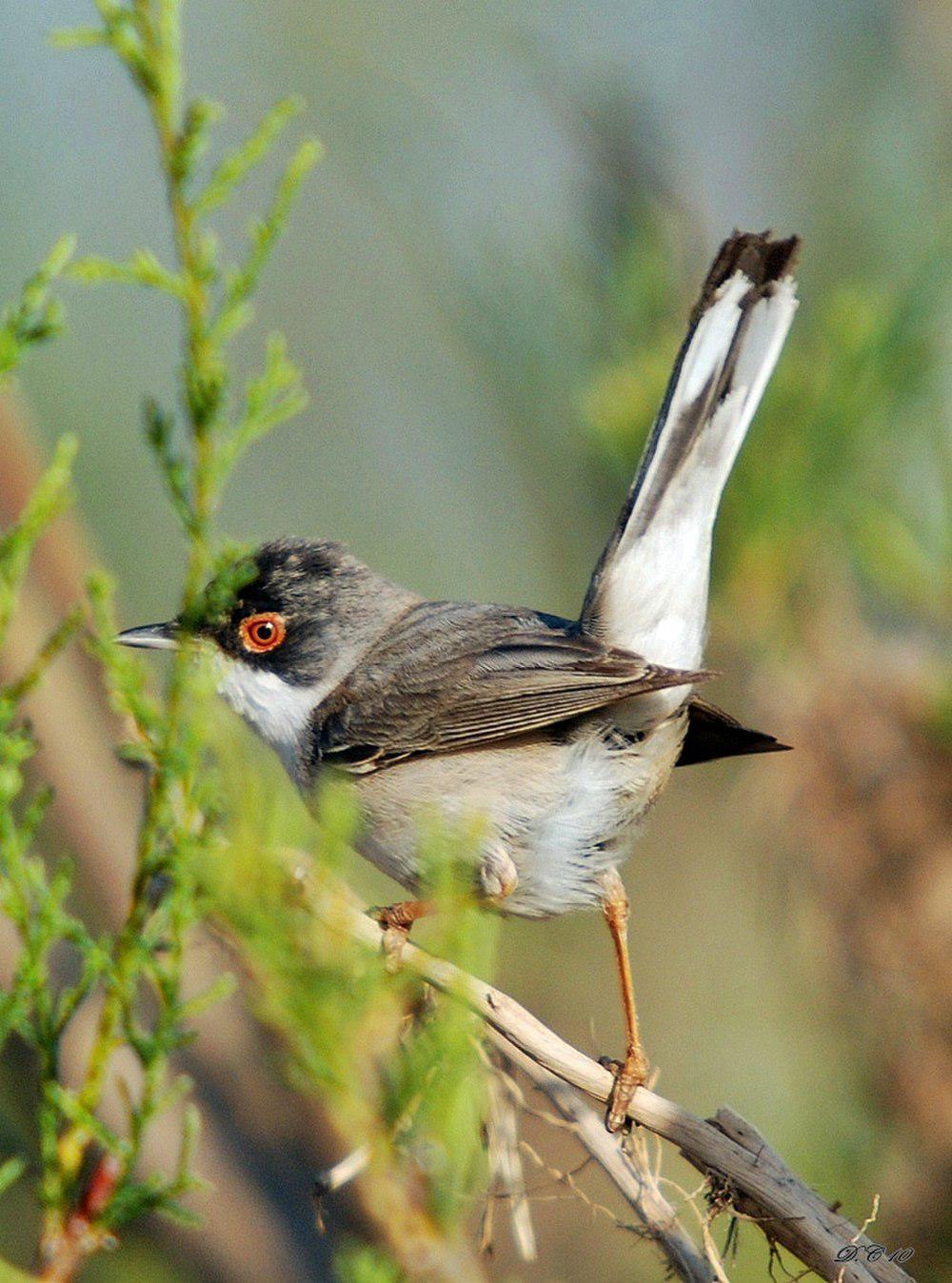 门氏林莺 / Menetries\'s Warbler / Curruca mystacea