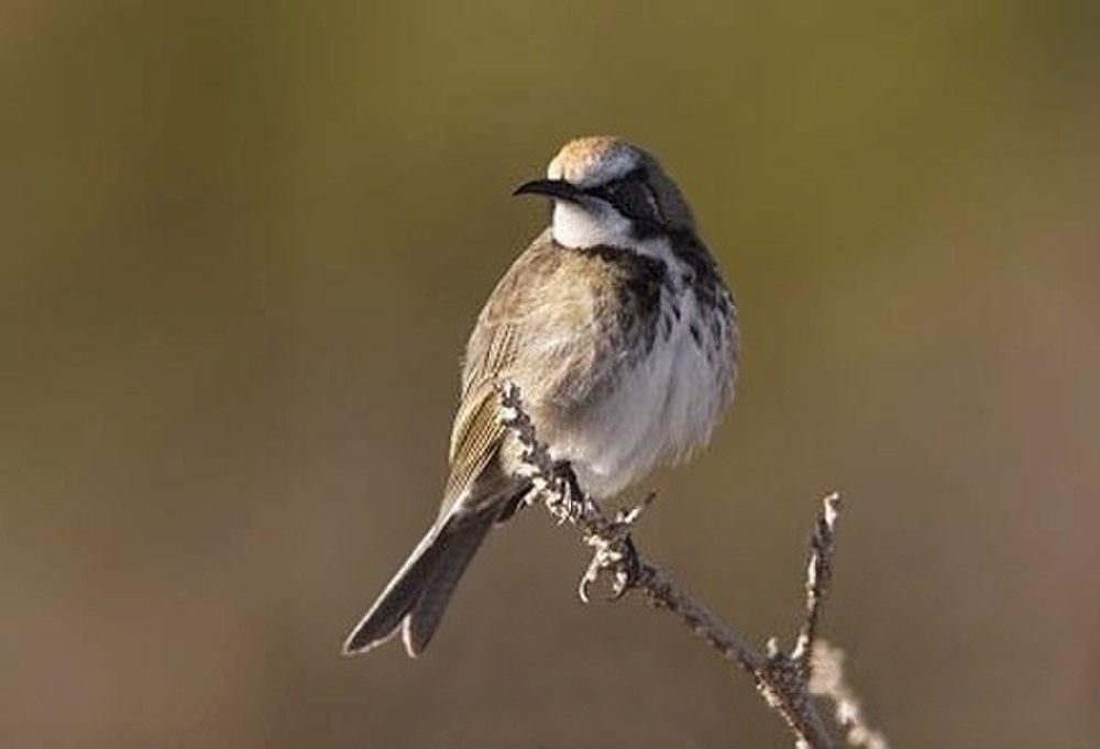 茶冠澳蜜鸟 / Tawny-crowned Honeyeater / Gliciphila melanops