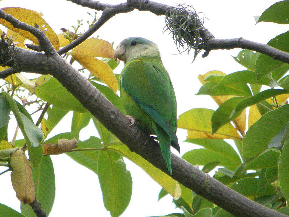 灰颊鹦哥 / Grey-cheeked Parakeet / Brotogeris pyrrhoptera