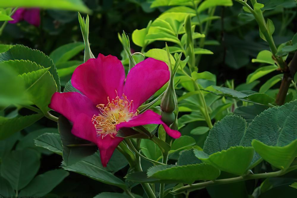 缫丝花