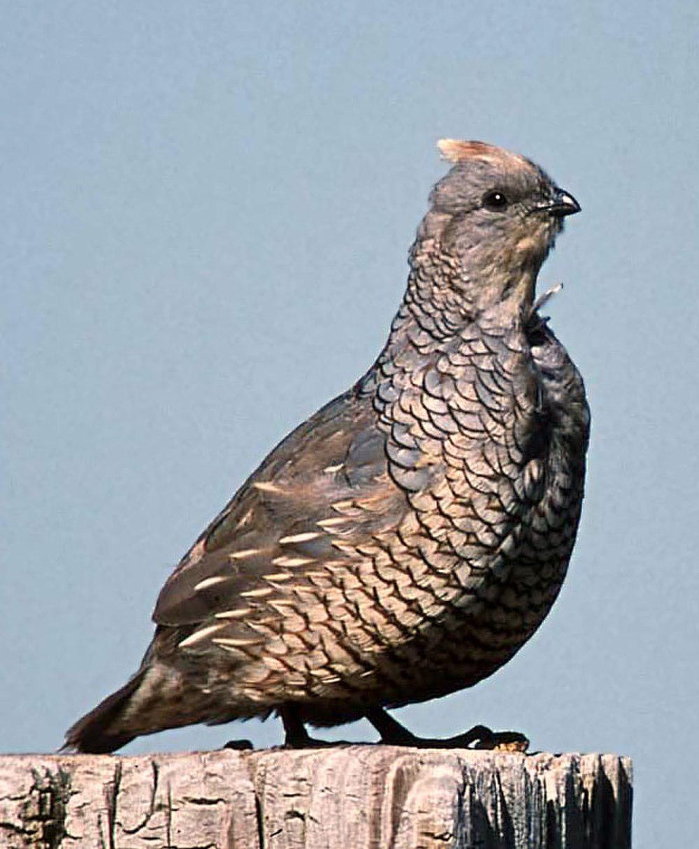 鳞斑鹑 / Scaled Quail / Callipepla squamata