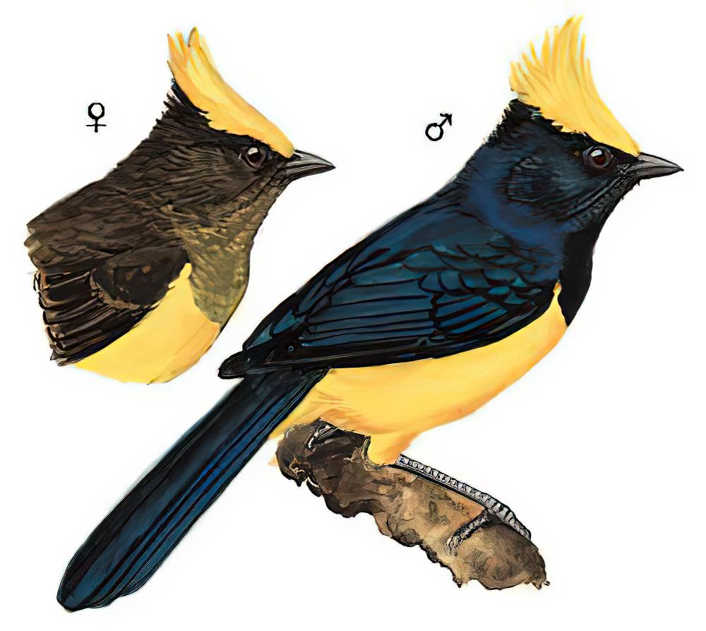 冕雀 / Sultan Tit / Melanochlora sultanea