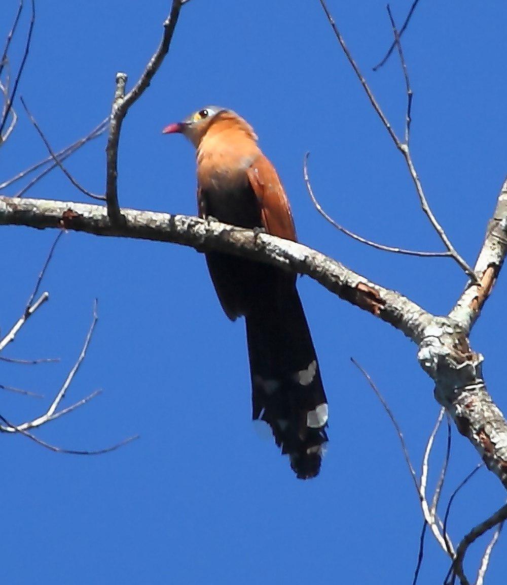 黑腹棕鹃 / Black-bellied Cuckoo / Piaya melanogaster