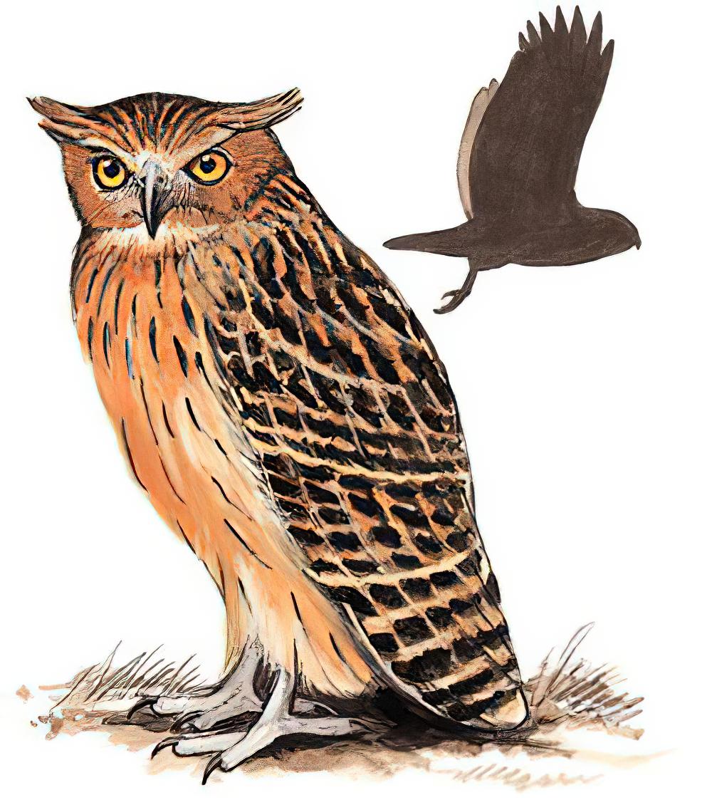 黄腿渔鸮 / Tawny Fish Owl / Ketupa flavipes