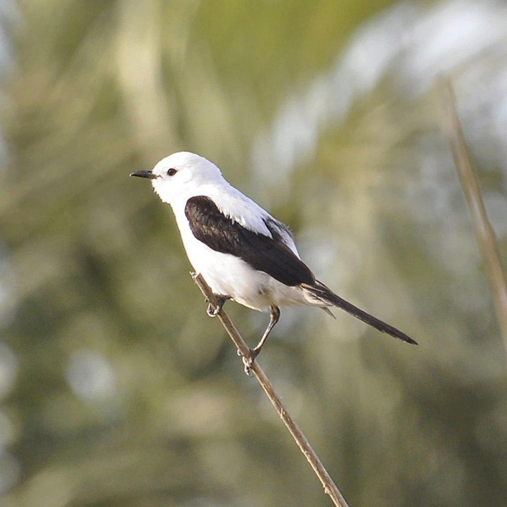 黑白蒙霸鹟 / Black-and-white Monjita / Heteroxolmis dominicana