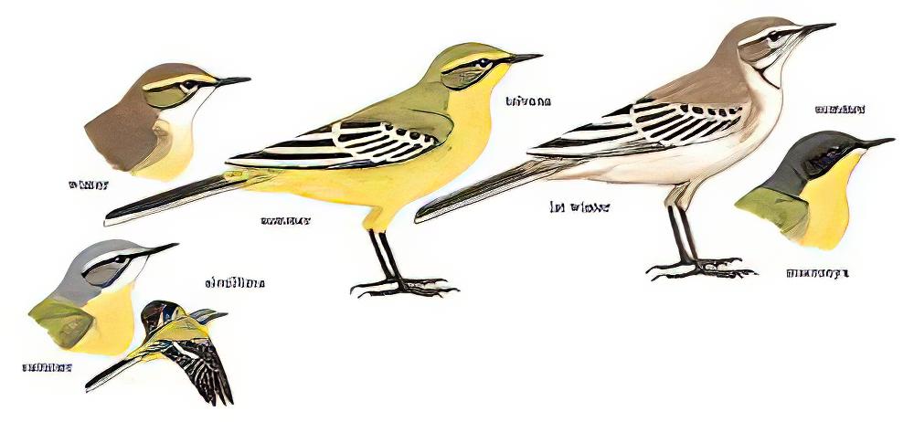 黄鹡鸰 / Eastern Yellow Wagtail / Motacilla tschutschensis