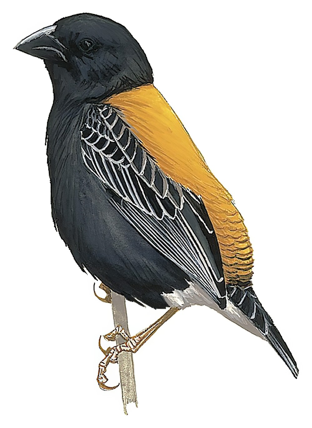 金背巧织雀 / Golden-backed Bishop / Euplectes aureus