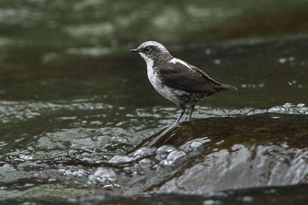 白顶河乌 / White-capped Dipper / Cinclus leucocephalus