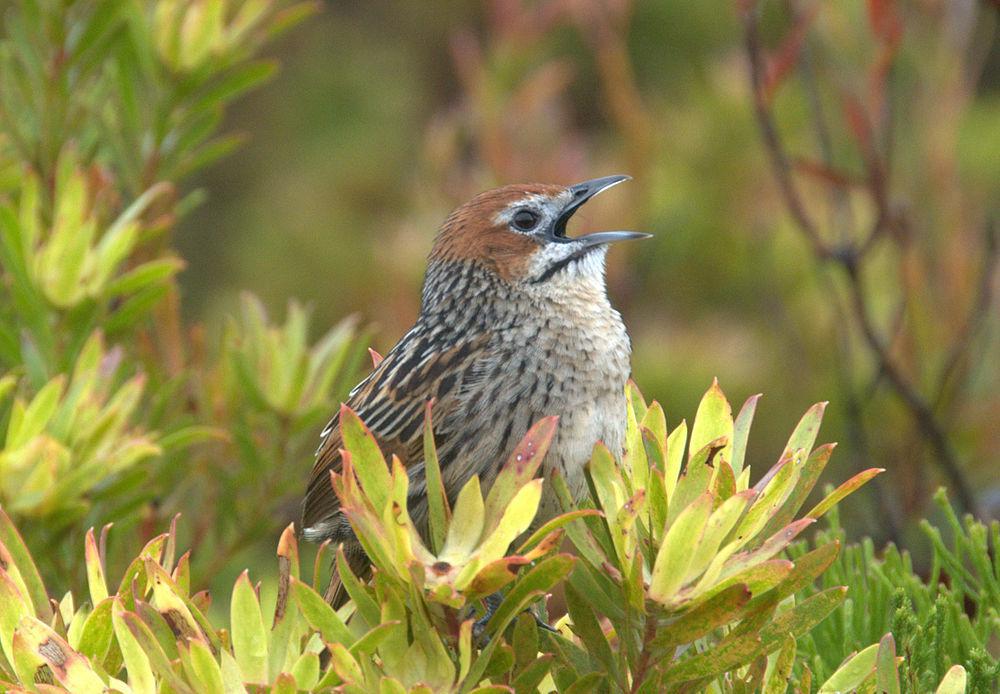 草莺 / Cape Grassbird / Sphenoeacus afer