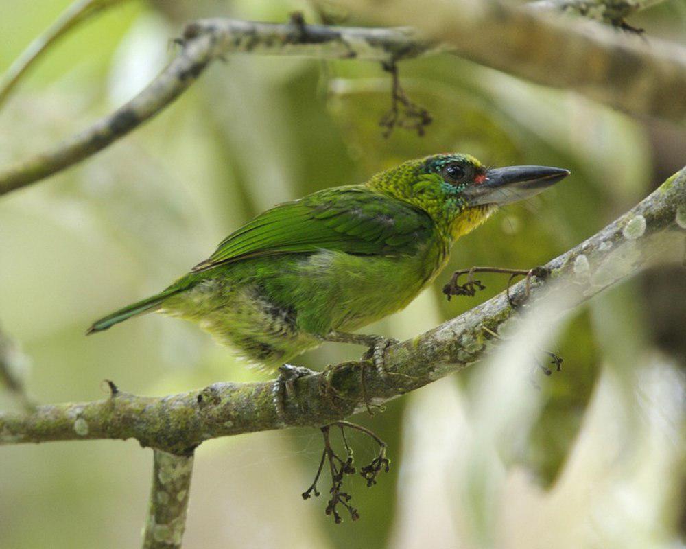 丽色拟䴕 / Red-throated Barbet / Psilopogon mystacophanos