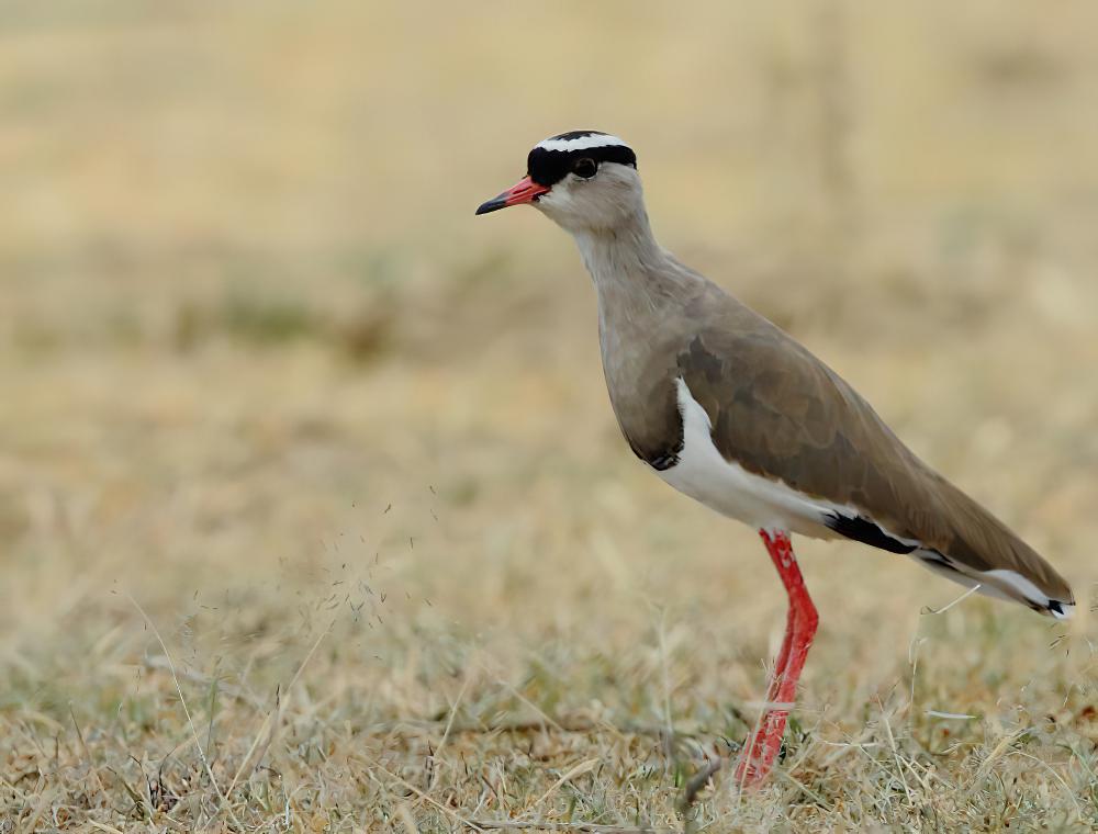 冕麦鸡 / Crowned Lapwing / Vanellus coronatus