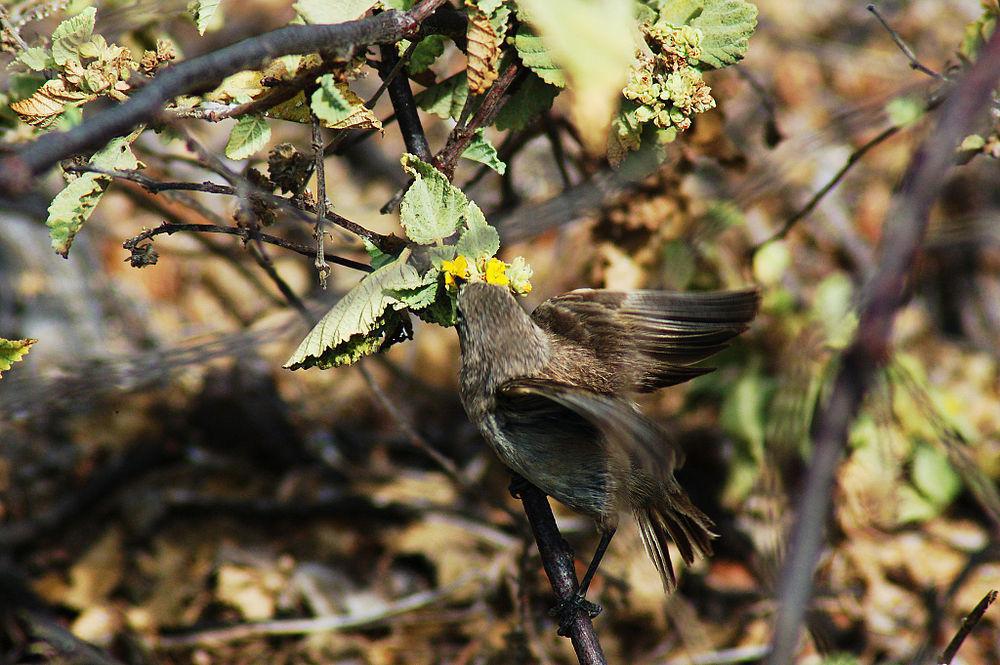 吸血地雀 / Vampire Ground Finch / Geospiza septentrionalis