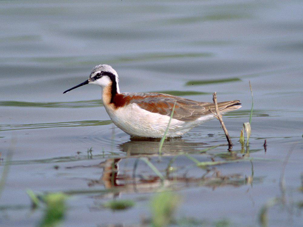 细嘴瓣蹼鹬 / Wilson\'s Phalarope / Phalaropus tricolor