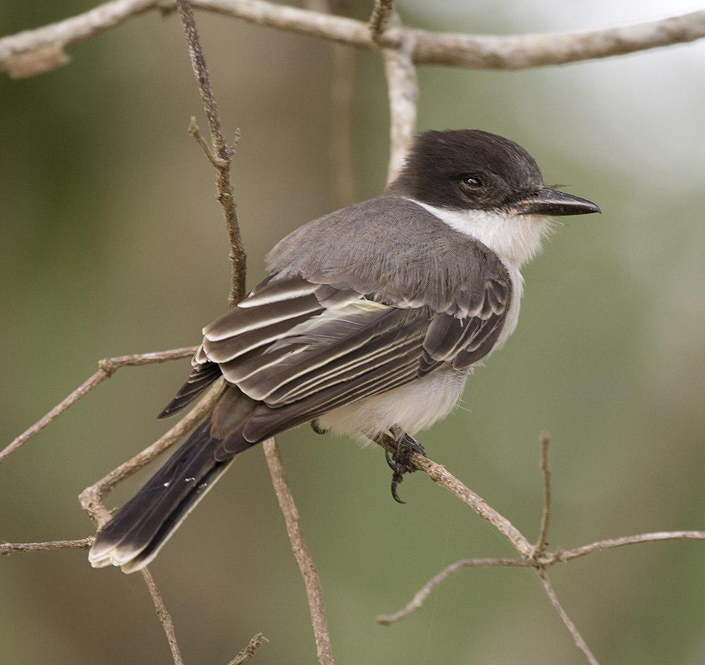 圆头王霸鹟 / Loggerhead Kingbird / Tyrannus caudifasciatus