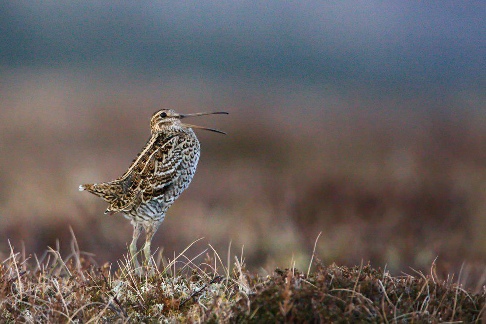 斑腹沙锥 / Great Snipe / Gallinago media