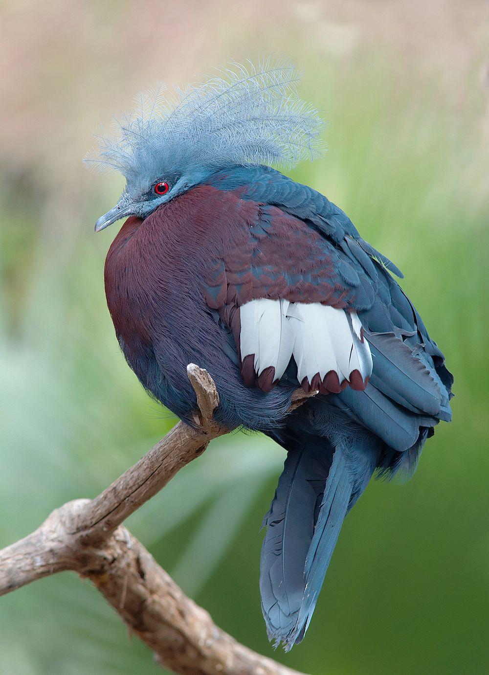 斯克氏紫胸风冠鸠 / Sclater\'s Crowned Pigeon / Goura sclaterii