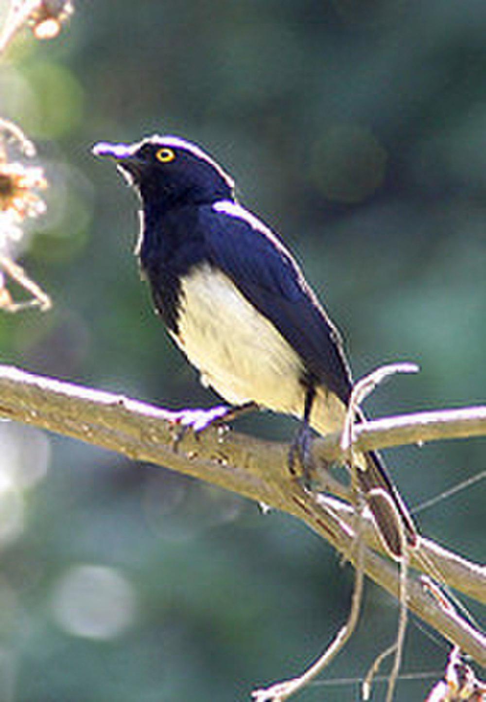 艾氏紫椋鸟 / Abbott\'s Starling / Poeoptera femoralis