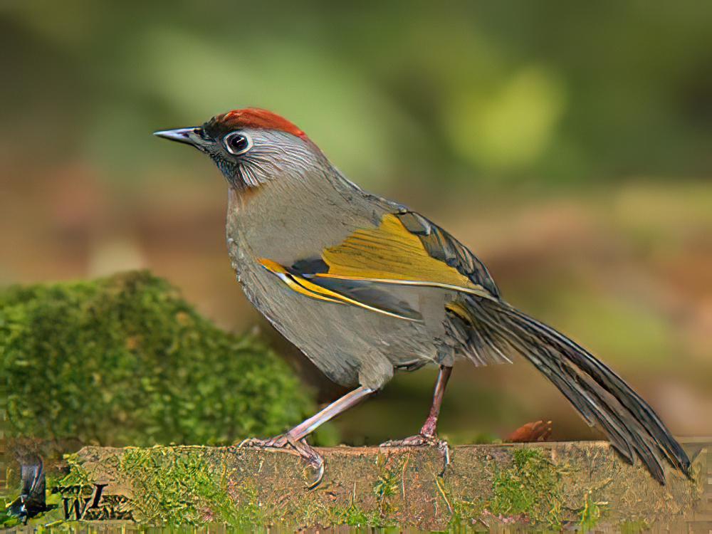 银耳噪鹛 / Silver-eared Laughingthrush / Trochalopteron melanostigma