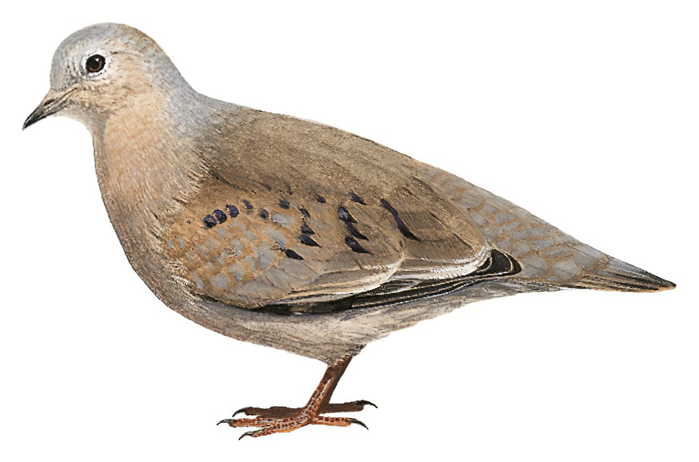 纯胸地鸠 / Plain-breasted Ground Dove / Columbina minuta