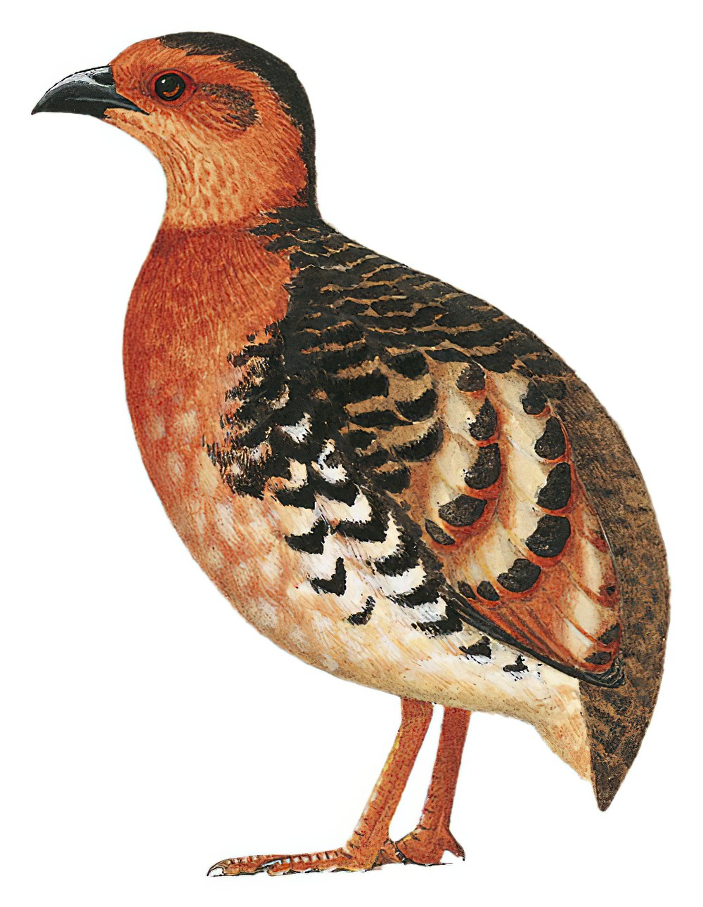 栗头山鹧鸪 / Chestnut-headed Partridge / Arborophila cambodiana