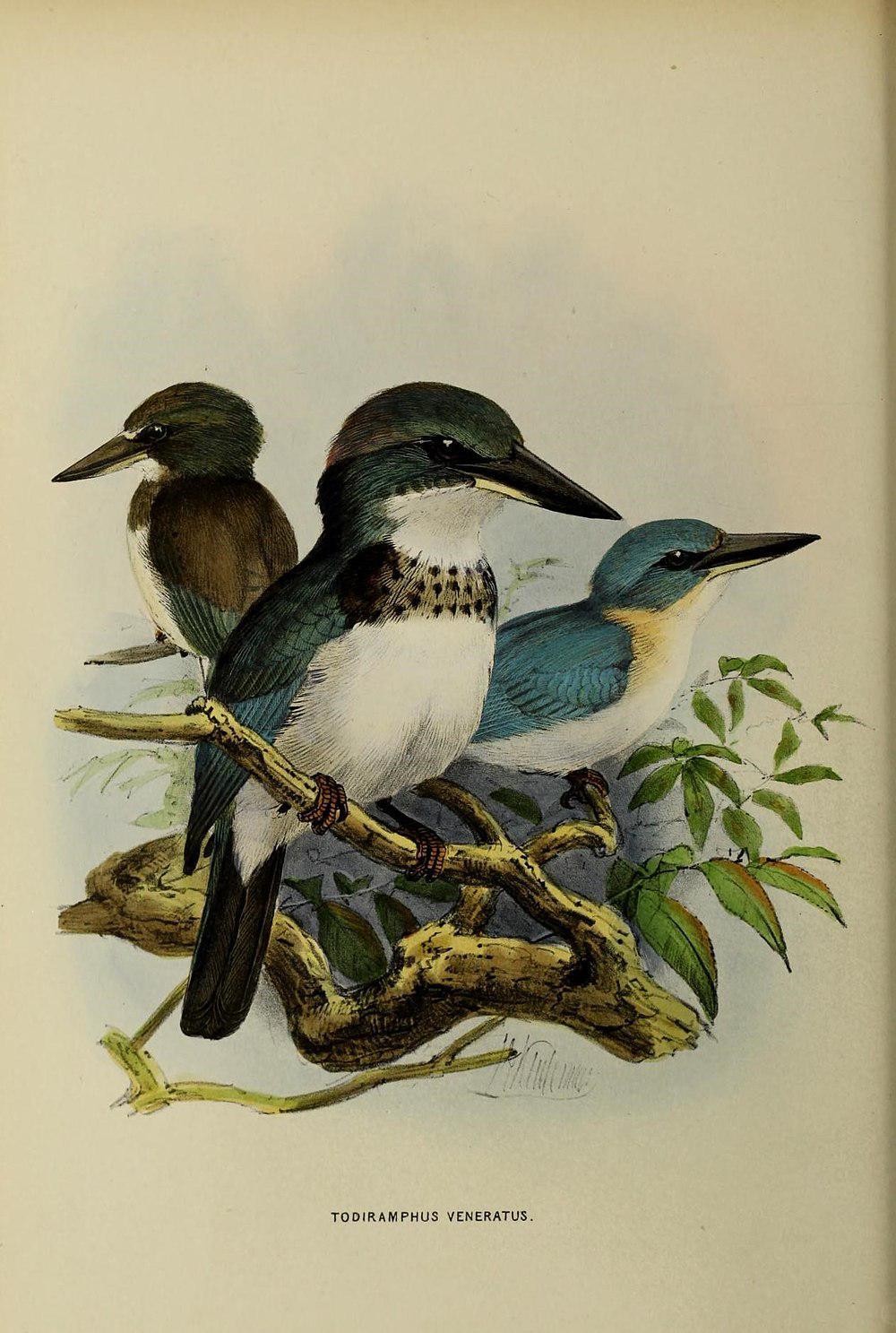 社会岛翡翠 / Society Kingfisher / Todiramphus veneratus