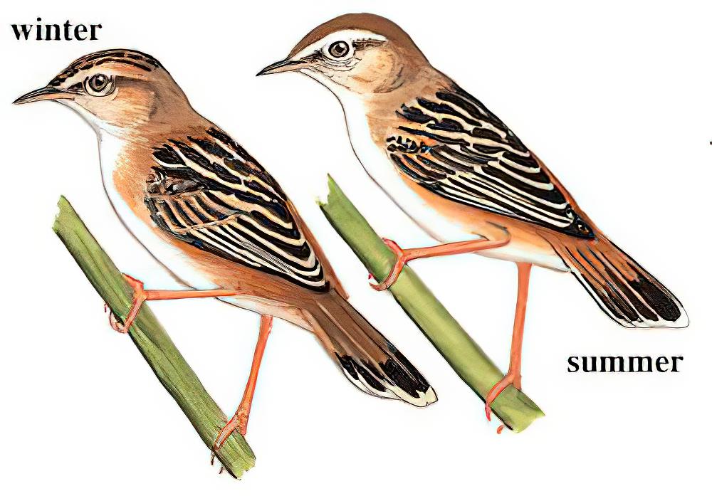 棕扇尾莺 / Zitting Cisticola / Cisticola juncidis