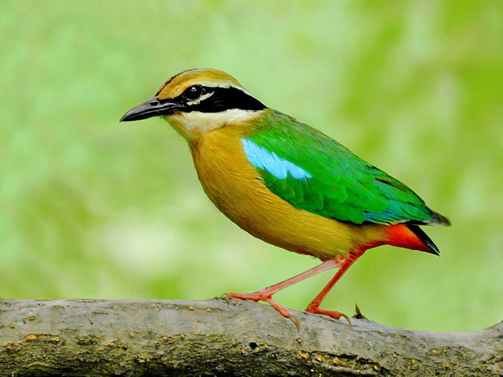 印度八色鸫 / Indian Pitta / Pitta brachyura