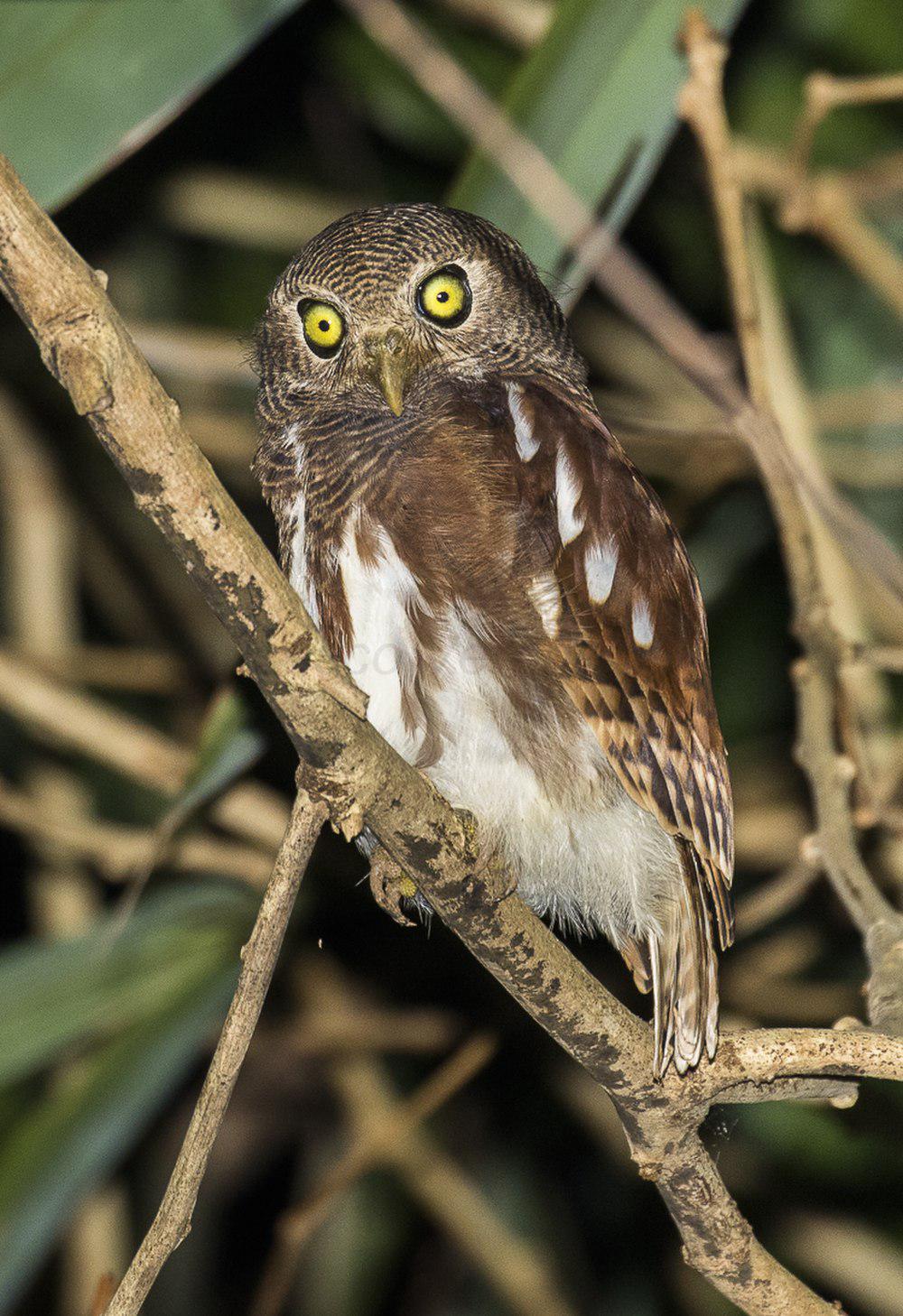 栗翅鸺鹠 / Javan Owlet / Glaucidium castanopterum