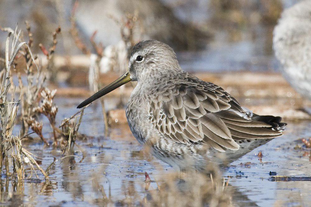 短嘴半蹼鹬 / Short-billed Dowitcher / Limnodromus griseus