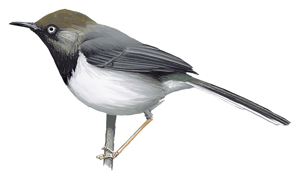 泰塔娇莺 / Taita Apalis / Apalis fuscigularis