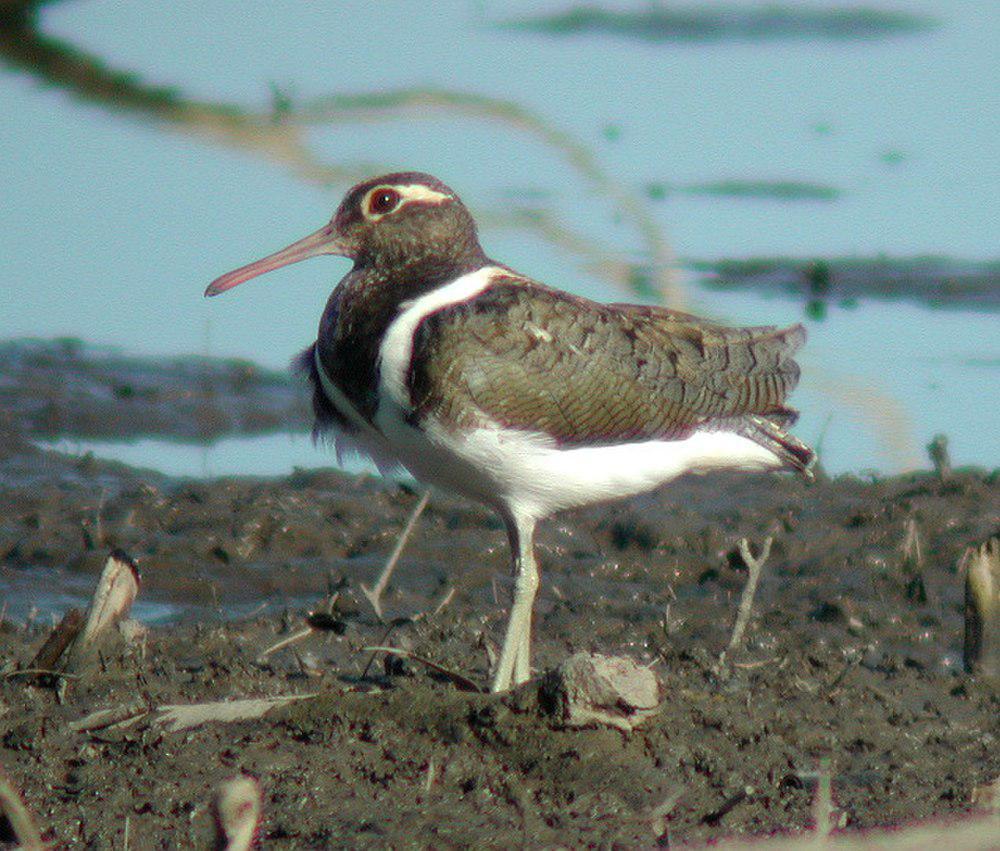 澳洲彩鹬 / Australian Painted-snipe / Rostratula australis