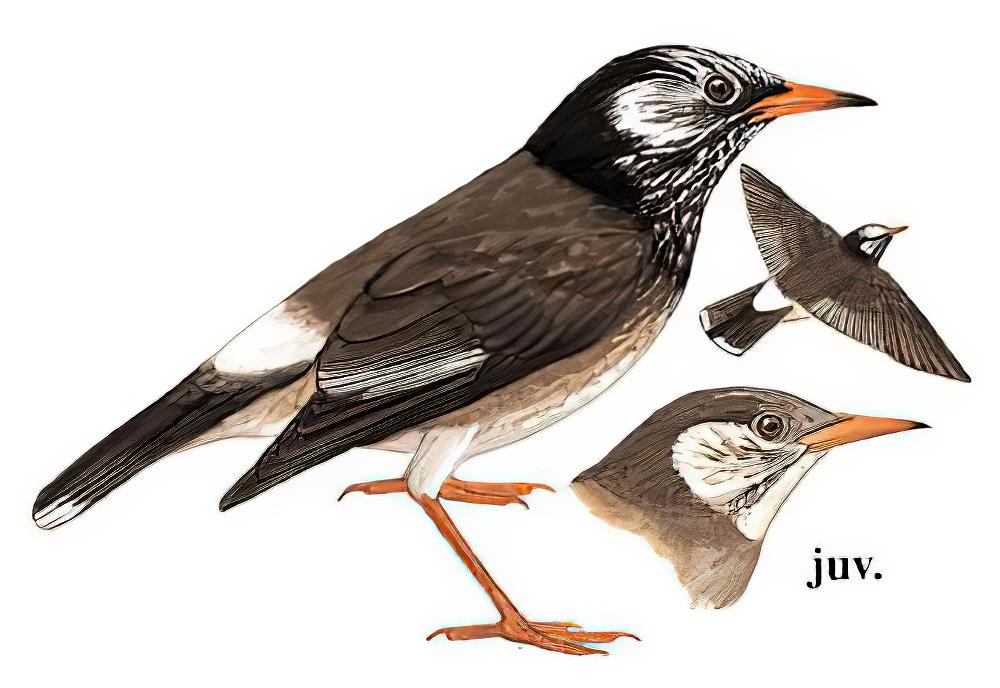 灰椋鸟 / White-cheeked Starling / Spodiopsar cineraceus