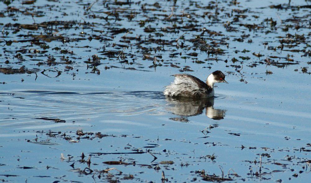 银䴙䴘 / Silvery Grebe / Podiceps occipitalis