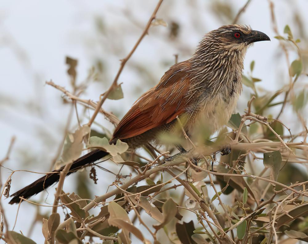 白眉鸦鹃 / White-browed Coucal / Centropus superciliosus