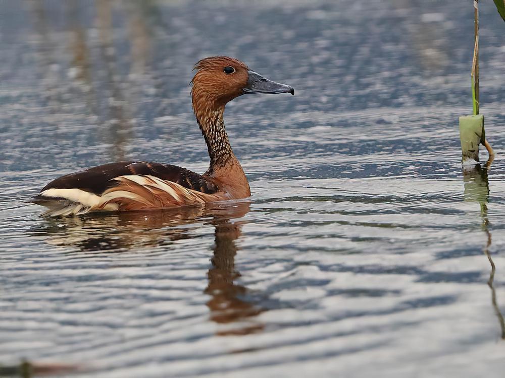 茶色树鸭 / Fulvous Whistling Duck / Dendrocygna bicolor