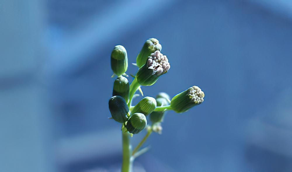 七宝树Senecio articulatus